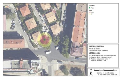 Informe técnico de arbolado de un Phoenix canariensis.